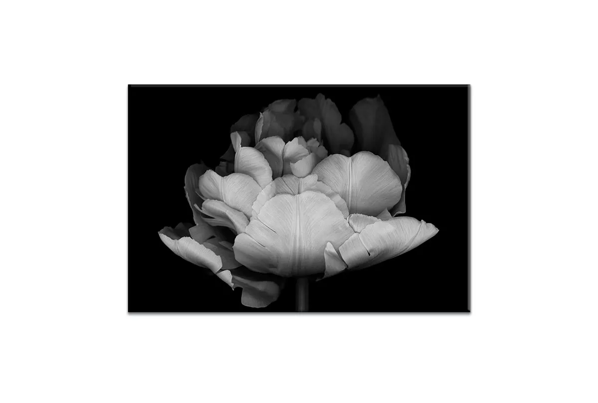 Monochrome Tulip | Canvas Wall Art Print