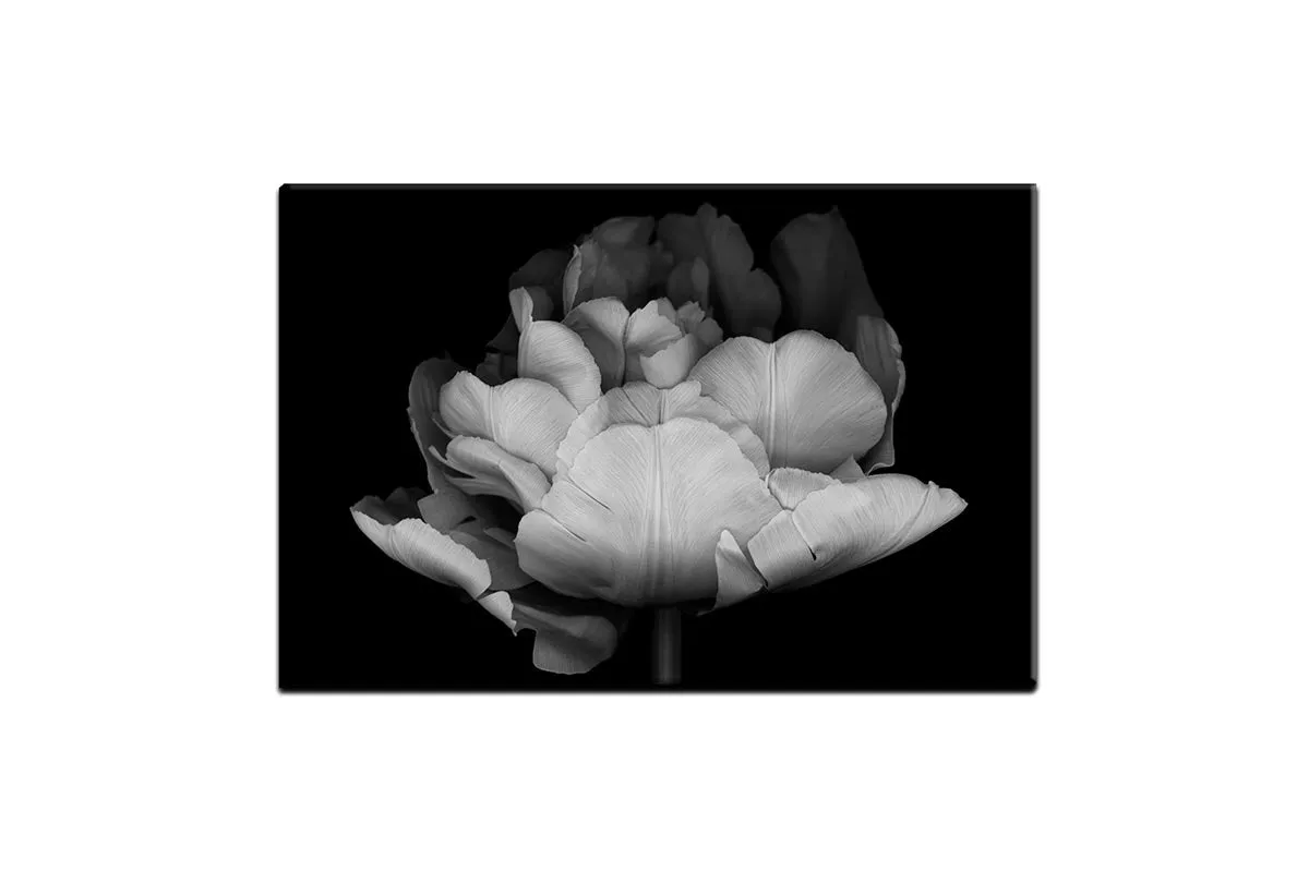 Monochrome Tulip | Canvas Wall Art Print