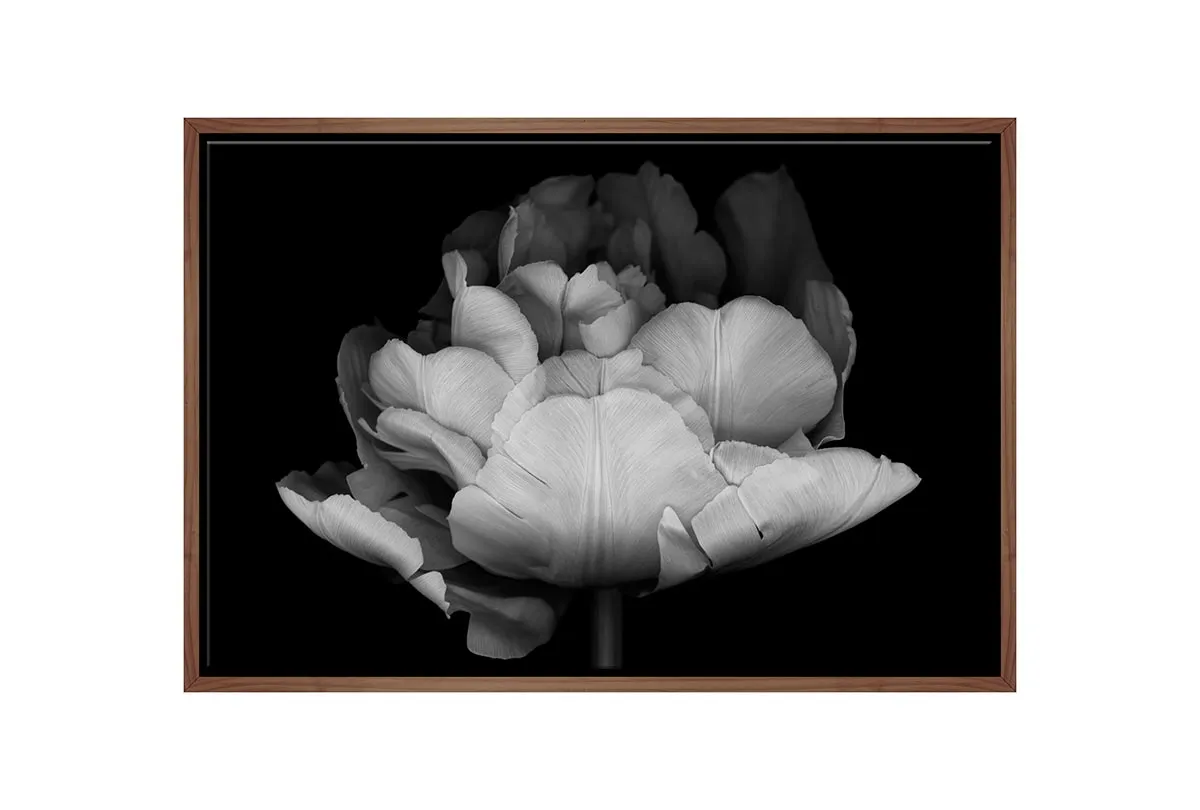 Monochrome Tulip | Canvas Wall Art Print