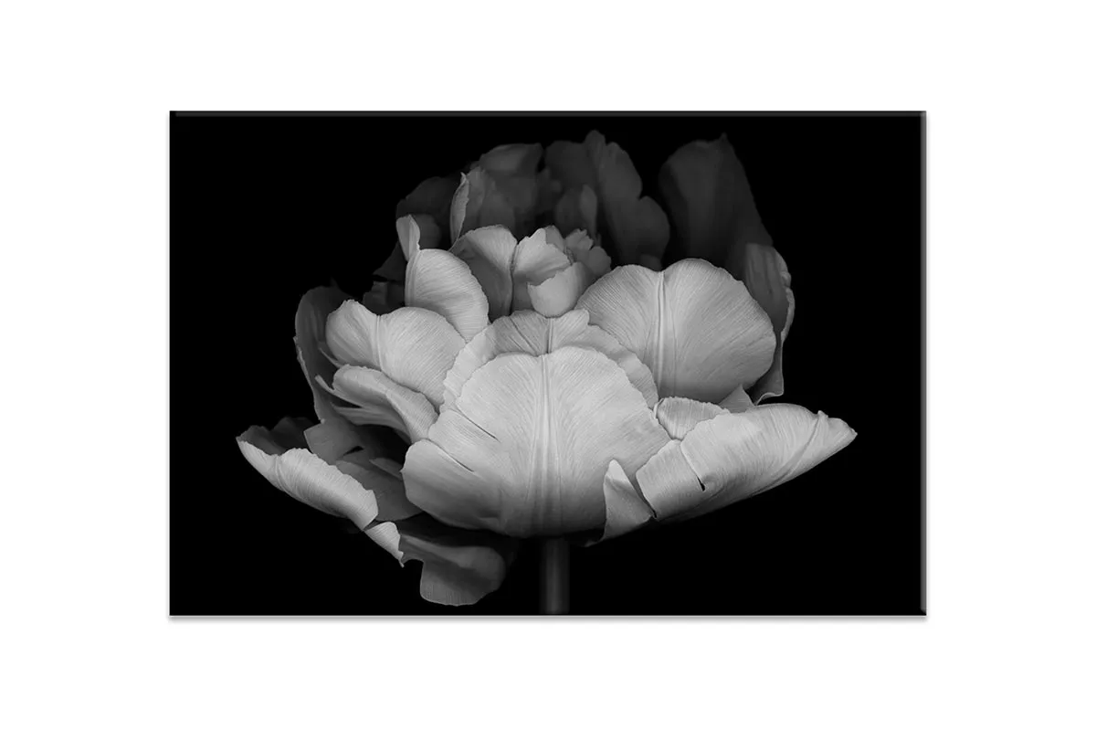 Monochrome Tulip | Canvas Wall Art Print