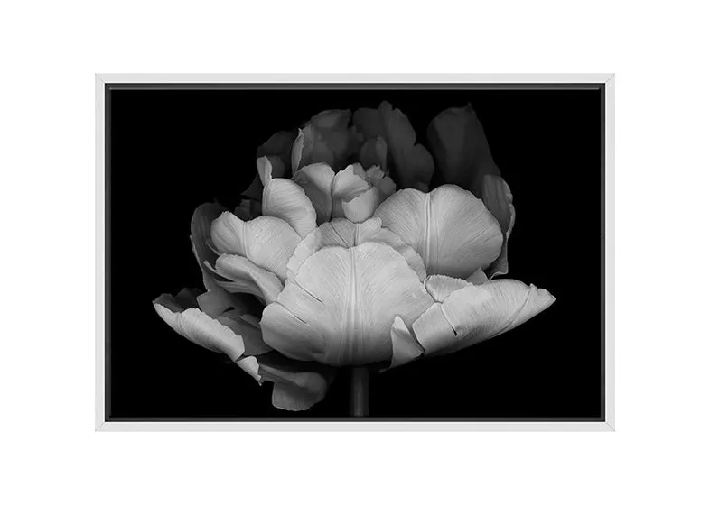 Monochrome Tulip | Canvas Wall Art Print