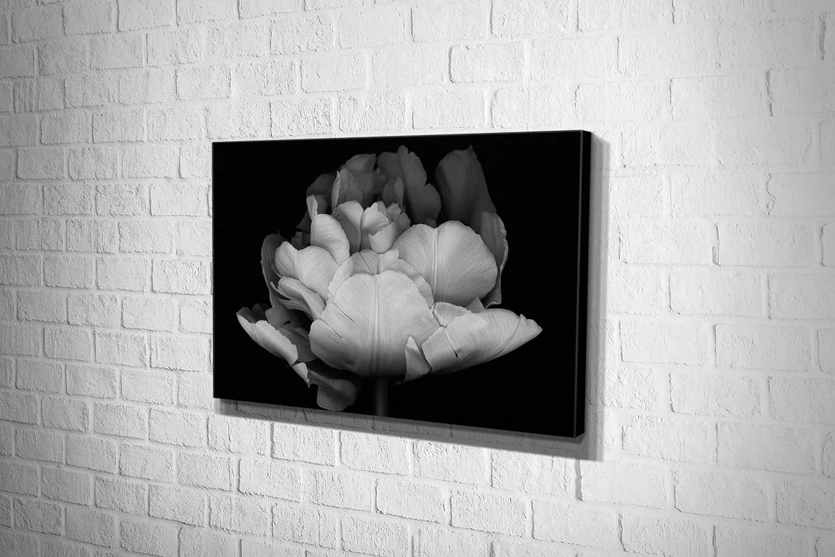 Monochrome Tulip | Canvas Wall Art Print