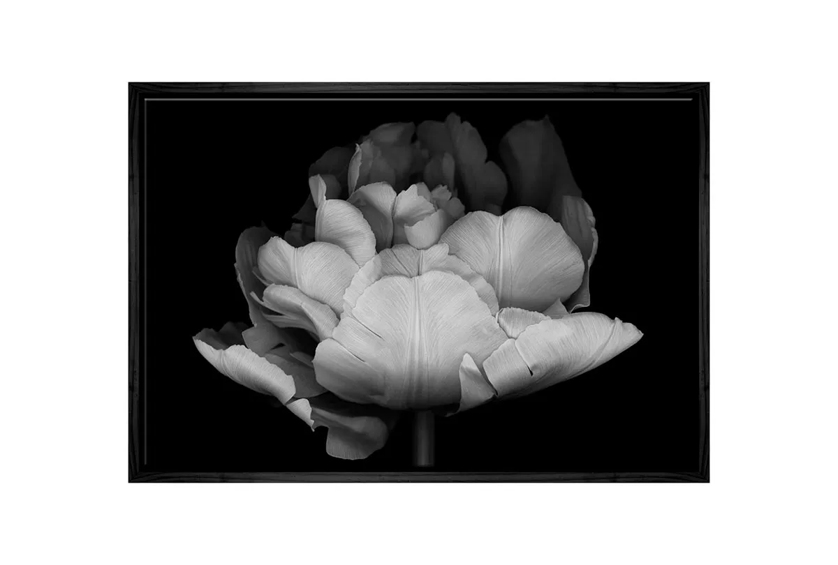 Monochrome Tulip | Canvas Wall Art Print