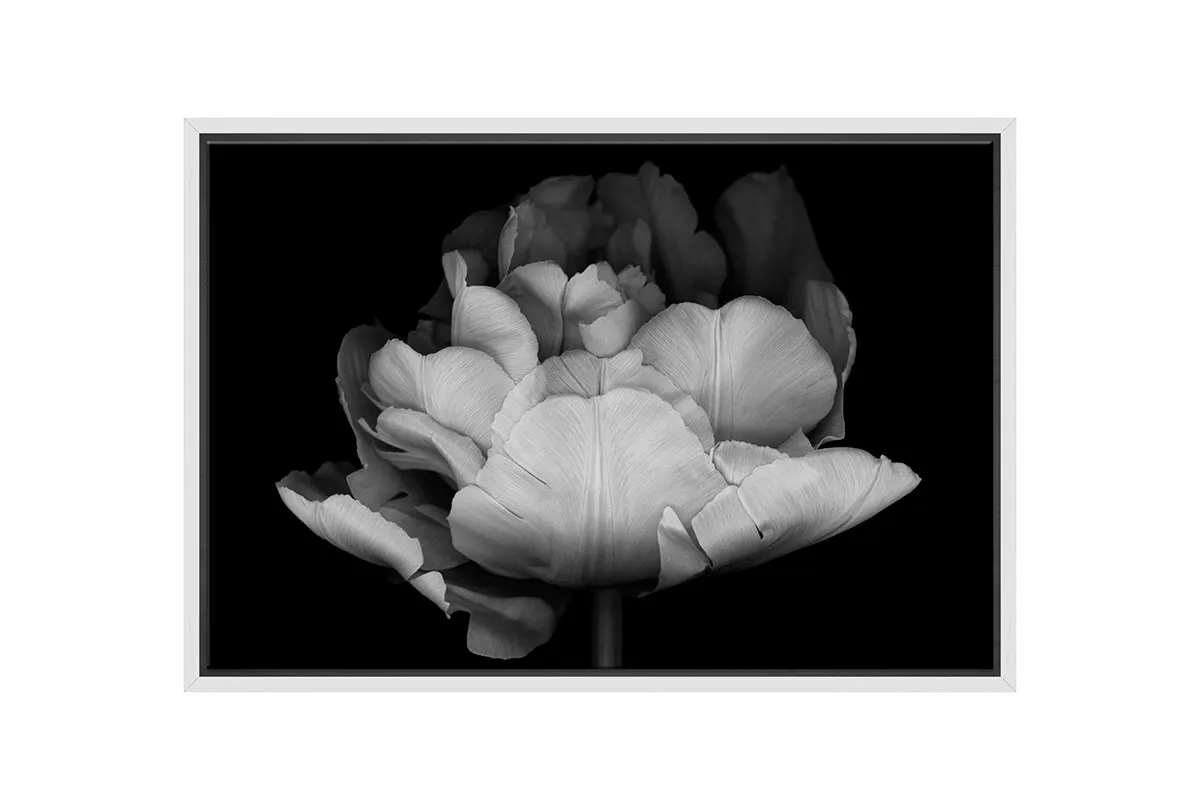 Monochrome Tulip | Canvas Wall Art Print